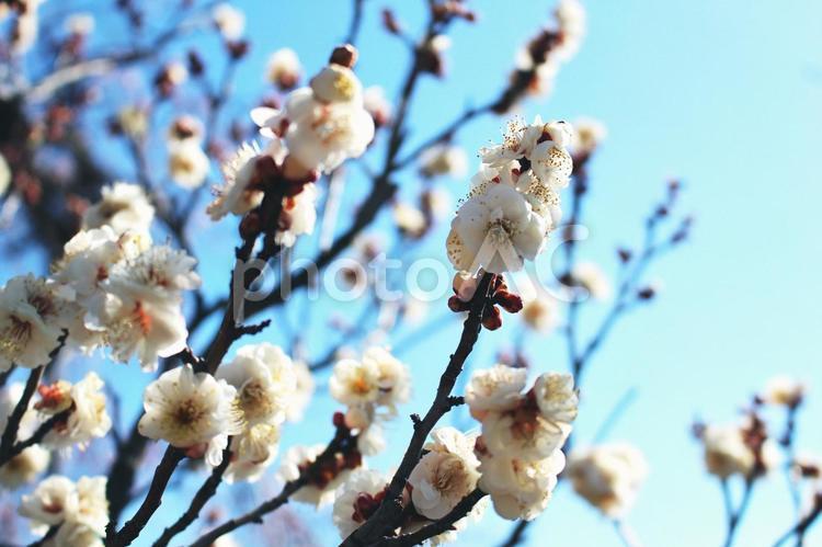 コロンとした梅の花 梅,梅の木,空の写真素材