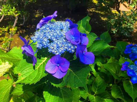 あじさい・紫陽花 あじさい・紫陽花の写真