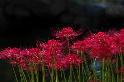彼岸花(2025)6 彼岸花(2025)6 彼岸花,曼珠沙華,真紅の写真素材