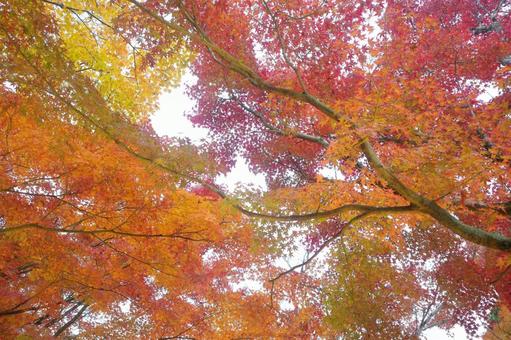 黄色やオレンジの紅葉 黄色やオレンジの紅葉 秋,もみじ,赤の写真素材