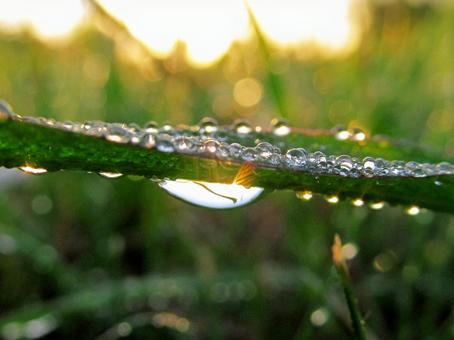 水滴と朝の光の風景 水滴と朝の光の風景 水滴,しずく,雨の写真素材