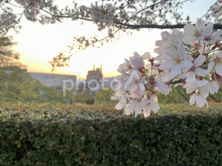 夕日と桜 桜,夕方,さくらの写真素材