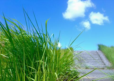 夏草のグリーンと夏空のブルー 夏草のグリーンと夏空のブルー 草,グリーン,階段の写真素材