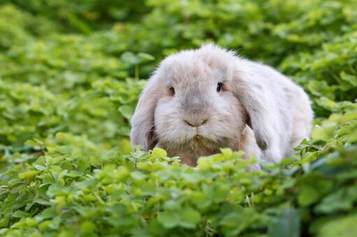 ペットのうさぎ うさぎ,ペット,干支の写真素材