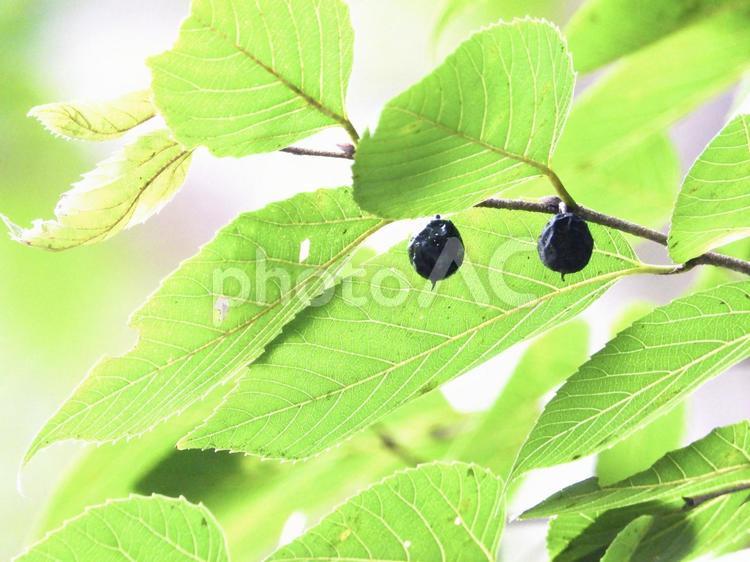 実のなる木 植物,実,木の写真素材