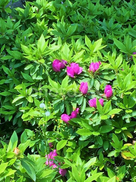 ツツジ　躑躅　つつじ　もうすぐ開花　5月の花　植物　自然 ツツジ,躑躅,つつじの写真素材