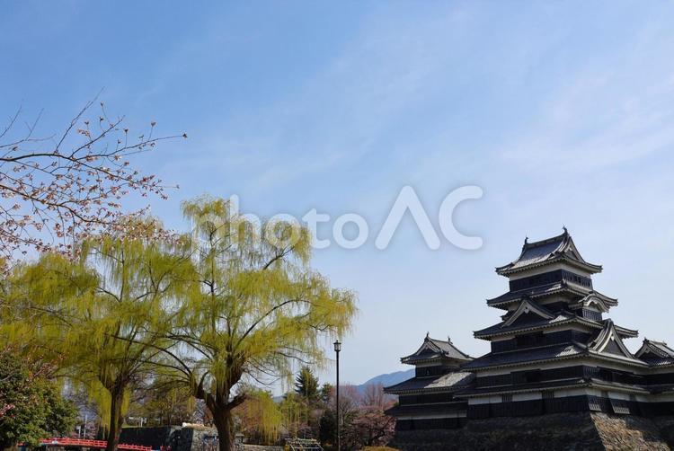 ４月上旬の国宝松本城と桜の花 背景,松本城,城の写真素材