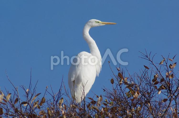 ダイサギ５ 鳥,野鳥,水辺の鳥の写真素材