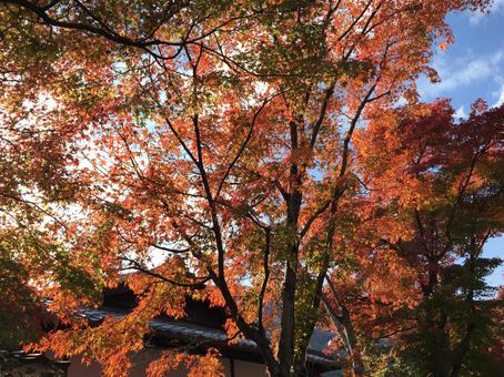 秋の空と紅葉 赤いもみじ 秋の空と紅葉 赤いもみじ 紅葉,もみじ,秋の写真素材