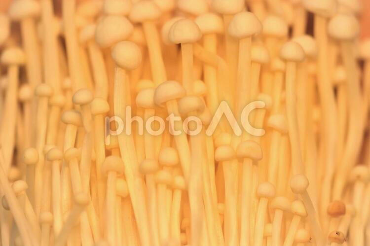 食べ物　えのきだけ 食べ物,鍋物,具材の写真素材