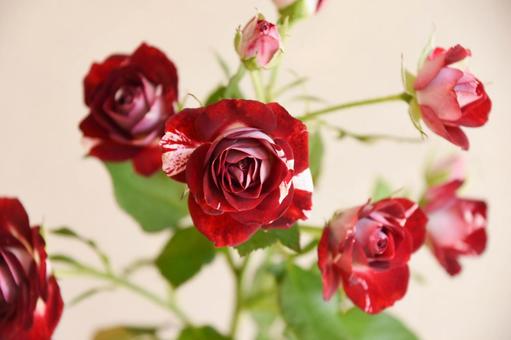スプレーばら スプレーばら ばら,スプレーばら,薔薇の写真素材