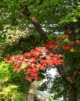 部分的に紅葉しているきれいなもみじ 秋 部分的に紅葉しているきれいなもみじ 秋 紅葉,風景,キレイの写真素材