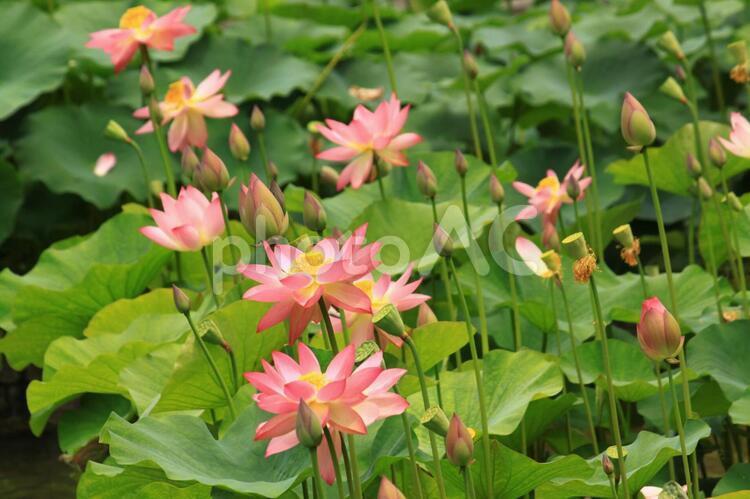 6月の花　ハス ハス,蓮,ビオトープの写真素材