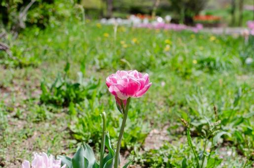 A single eye-catching tulip, JPG