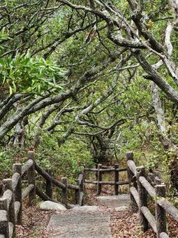 ウバメガシ遊歩道(愛知県) ウバメガシ遊歩道(愛知県)の写真