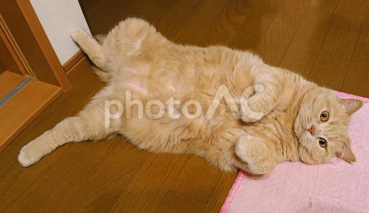 うちのネコさま　へそ天でゴロン ネコ,猫,昼寝の写真素材