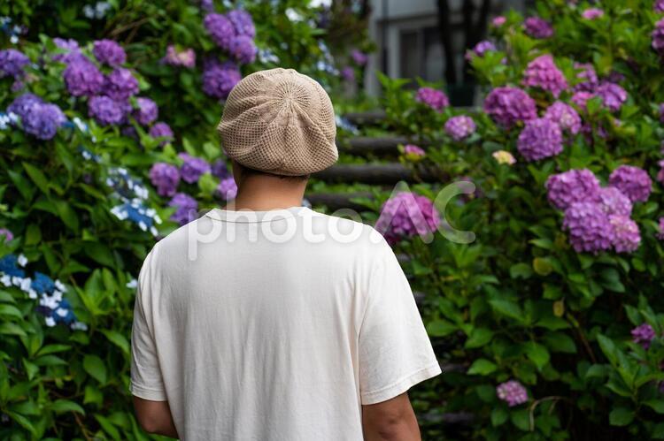 あじさいと男性 紫陽花,アジサイ,男性の写真素材