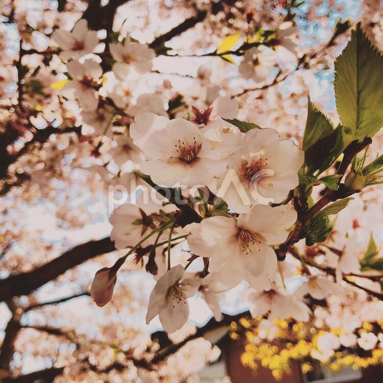 東京都江東区亀戸6丁目の桜 ソメイヨシノ,桜,花見の写真素材