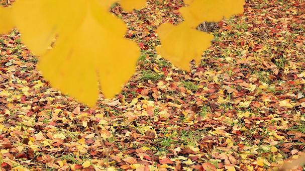 河口湖畔の鮮やかな落葉 紅葉,落葉,黄葉の写真素材