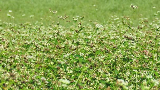 そばの花 そばの花 蕎麦,そばの実,そばの花の写真素材