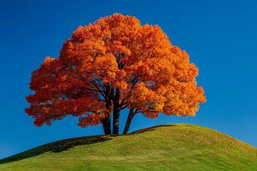 燃えるような紅葉の色彩 燃えるような紅葉の色彩の写真
