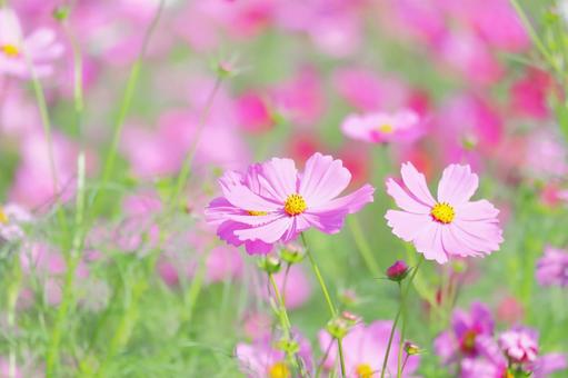 ピンクのコスモスの花　アップ コスモス,秋,花の写真素材