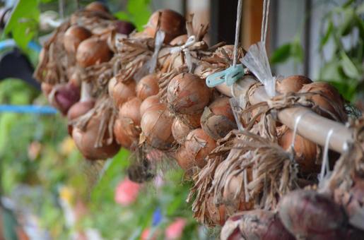 Cebolla, cebollas, cebollas, cebollas, JPG