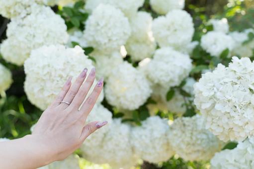 白い花に触れるネイル手元② 白い花に触れるネイル手元② 手,ネイル,白い花の写真素材