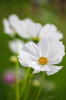 コスモス畑 白い満開の花 コスモス畑 白い満開の花の写真