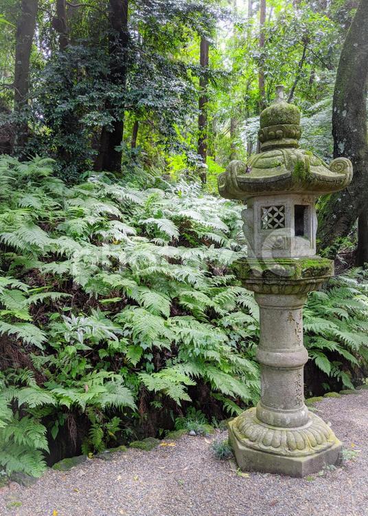 生い茂る草と石灯籠　香取神宮 香取神宮,神社,石灯籠の写真素材