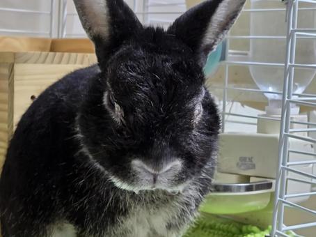 うさぎの正面 うさぎ,ウサギ,草食動物の写真素材