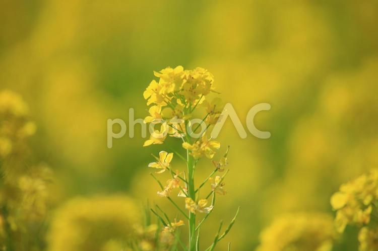 菜の花　畑 菜の花,黄色,4月の写真素材