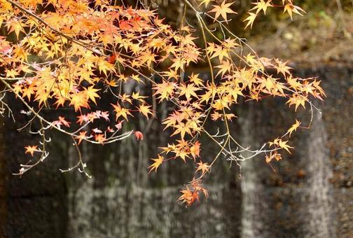 紅葉 紅葉の写真