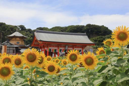 ひまわり畑と満願寺 ひまわり畑と満願寺 補陀洛山満願寺,ひまわり畑,向日葵の写真素材