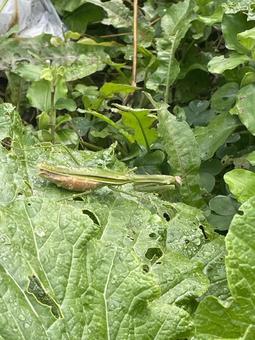 カマキリ 早朝,朝焼け,曇りの写真素材
