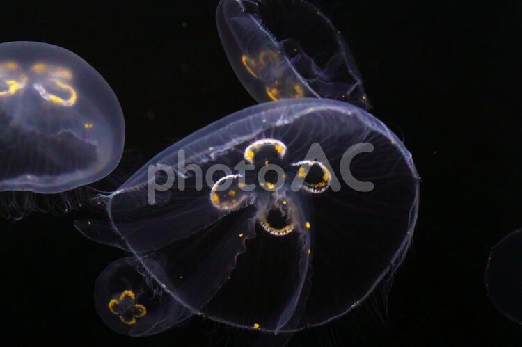 水母の怪しい輝き 水母,水族館,生き物の写真素材