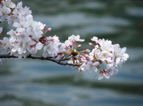 桜川 桜川の写真