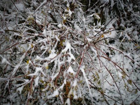 雪の枝が織りなす冬の自然テクスチャ 雪,冬,枝の写真素材