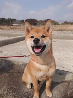 柴犬 柴犬の写真