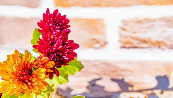 赤とオレンジ色のキクの花 キク,菊,赤の写真素材