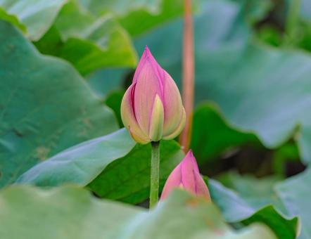 ハス池 ハスの花4ー4 ハス池 ハスの花4ー4 古代ハス,ハスの花,ハスの写真素材