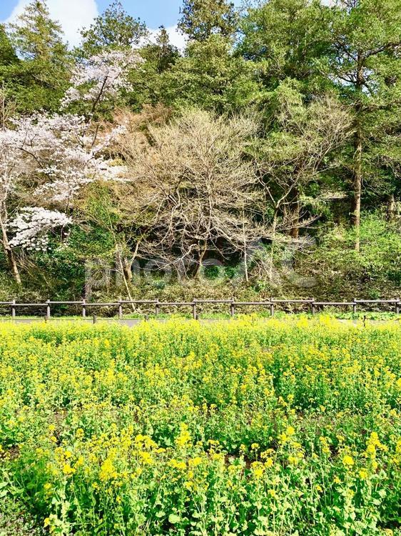 菜の花と桜 黄色のコントラスト,桜,菜の花の写真素材
