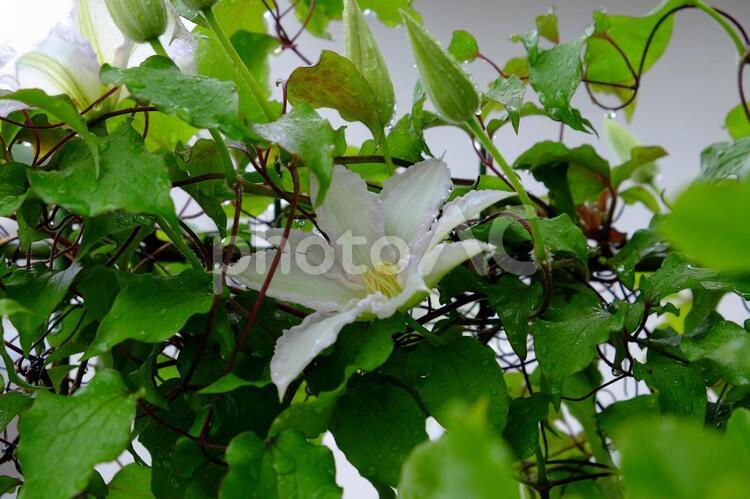 雨の中のクレマチス クレマチス,花,初夏の写真素材