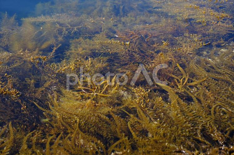 海の中の海藻類 中,海藻,類の写真素材
