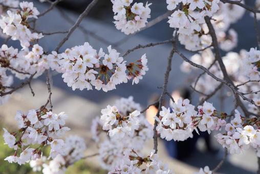 Cherry Blossom Viewing, JPG