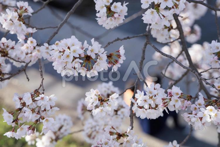 花見 桜,青空,春の写真素材