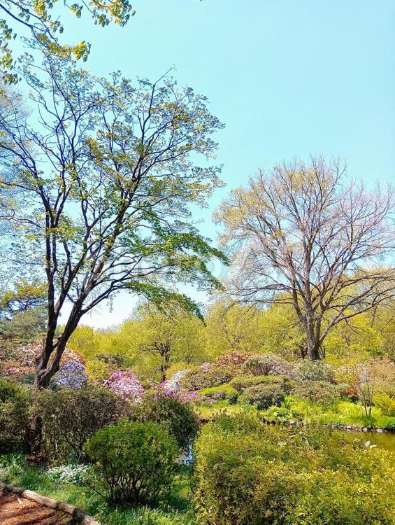 赤城自然園の春　群馬県渋川市 木,樹木,赤城自然園の写真素材