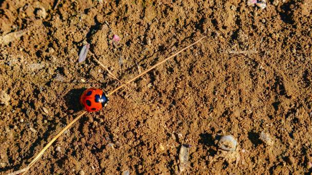 地面を歩くテントウムシ 地面を歩くテントウムシ テントウムシ,てんとう虫,昆虫の写真素材