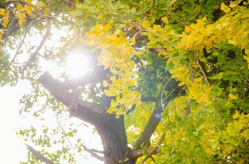 紅葉 紅葉 秋,autumn,紅葉の写真素材