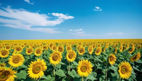 8月の美しいひまわり畑 8月の美しいひまわり畑の写真